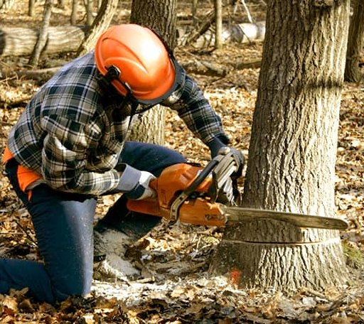 Tree Removal in Foresthill, CA